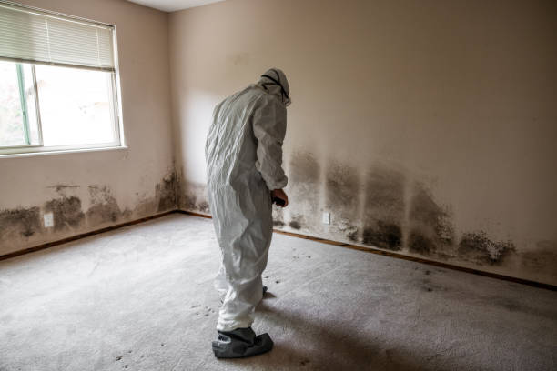 Trusted Buckeye Lake, OH Mold Remediation Experts